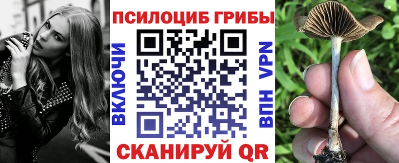 Псилоцибиновые грибы Psilocybe  Сунжа 